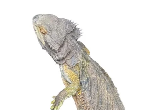 Agama lizard isolated on white Foto stock