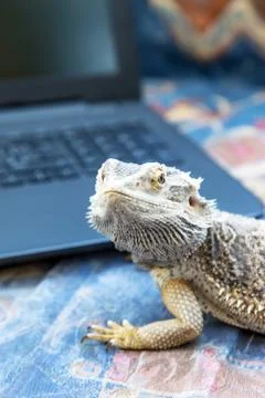 Agama lizard with laptop. Vertically. Stock Photos