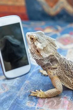 Agama lizard is looking at smartphone Stock Photos