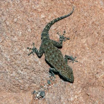 Agama Lizard - Namibia Stock Photos