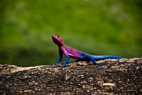 Agama lizard Stock Photos