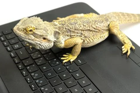 Agama lizard Stock Photos