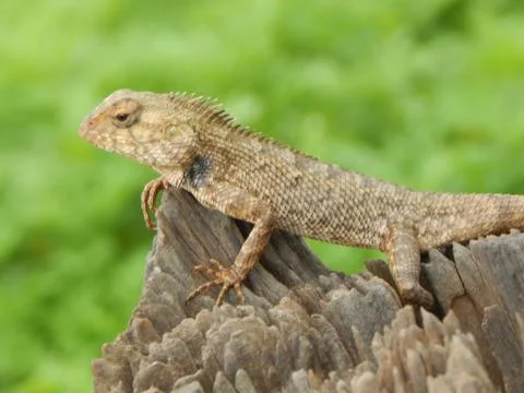 Agama Lizard Stock Photos