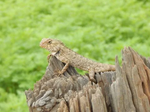 Agama Lizard Stock Photos