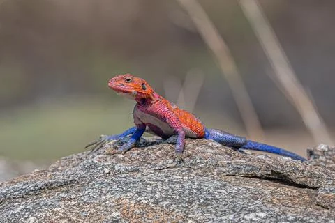 Agama Lizard Stock Photos