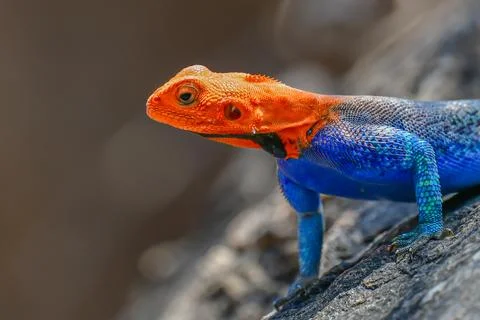 Agama Lizard Stock Photos
