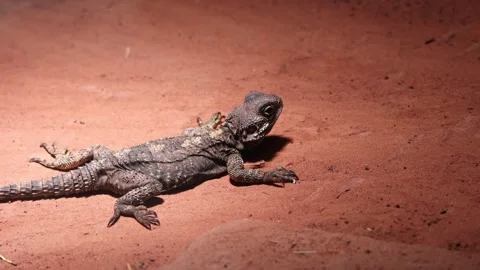 Agama lizard resting on red desert sand Stock Footage 343971845