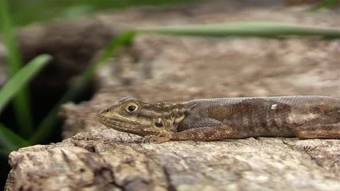 Agama lizard on the stone Stock Footage 81533223
