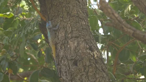 Agama lizard on tree scurries nice Stock-Footage 89025334