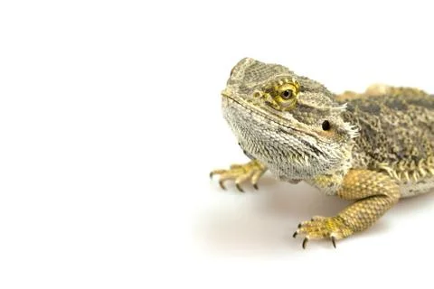 Agama lizard on the white Stock Photos