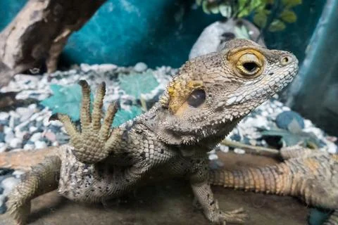 Agama is a lizards Foto stock