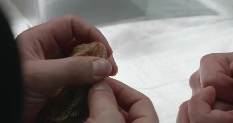 An agama under anesthesia during a veterinary examination The veterinarian Video stock 312580654