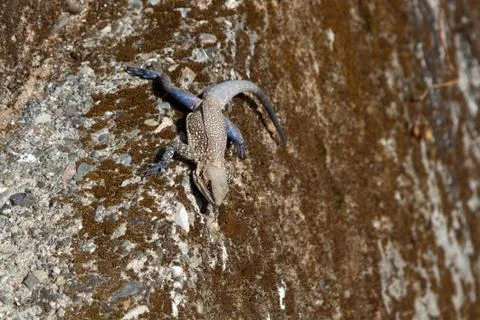 Agama on wall Foto stock