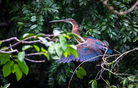 Agami heron in flight in Belize Stock Photos