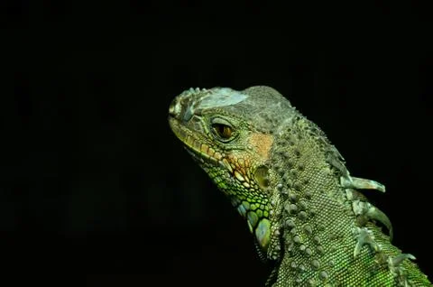 Agamidae in back background Stock Photos