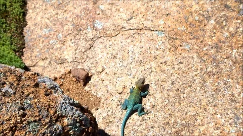 Agamidae Lizard Running 스톡 동영상 89299272