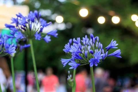 Agapanthus africanus in the blue hour. Stock Photos