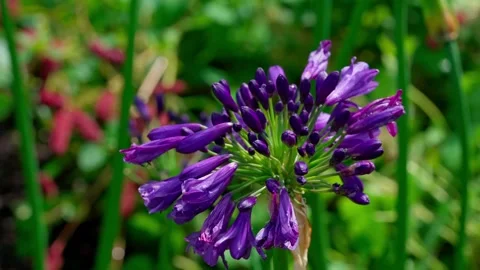 Agapanthus Stock Footage 313282478