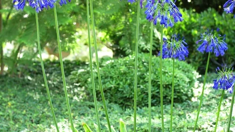 Agapanthus in full bloom Stock-Footage 94295219