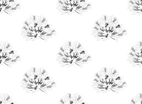 Agapanthus on White Background Stock Illustration