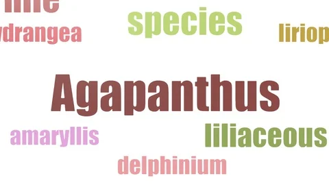 Agapanthus Word Cloud Animated Isolated On White Stock Footage 103668080