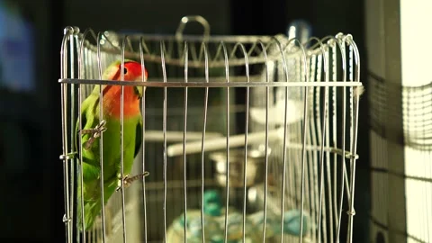 Agaporni moving in the cage Stock Footage 160679523