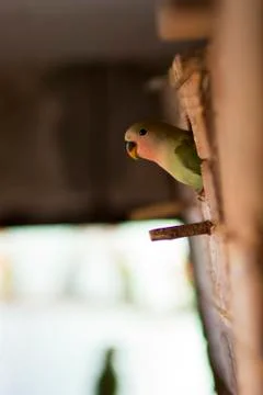 Agapornis Stock Photos