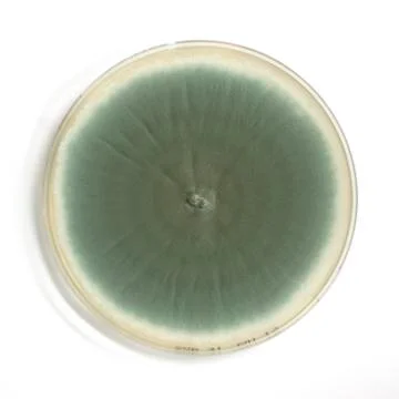 An agar plate with microorganisms Stock Photos