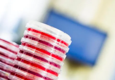 Agar plates 스톡 사진