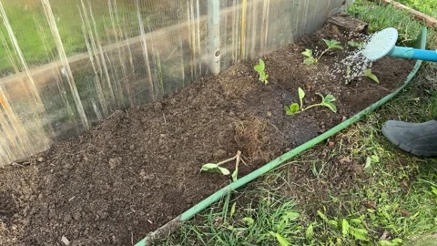 Agardener using a blue watering can to water strawberry seedlings Stock Footage 341347625