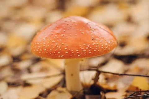 Agaric fly agaric in an autumn forest Stock Photos