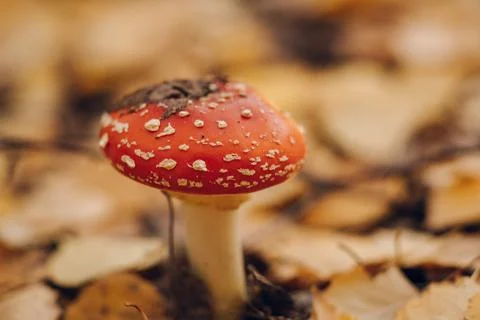 Agaric fly agaric in an autumn forest Stock Photos