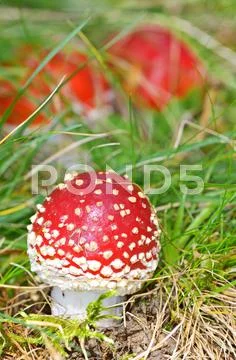 Agaric fungi mushroom Stock Photos