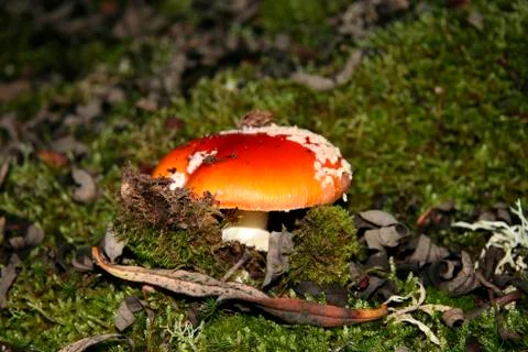 Agaric mushroom sprouting Stock Photos