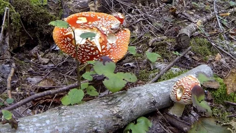 Agarics Growing In The Forest, static Stock Footage 70723886