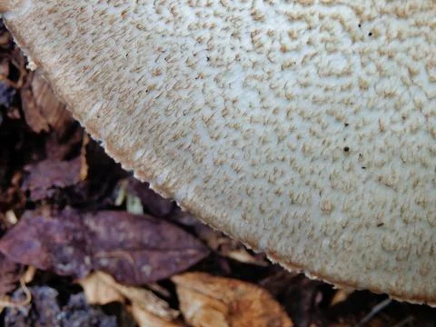 Agaricus arvensis. Stock Photos