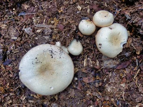 Agaricus arvensis. Stock Photos