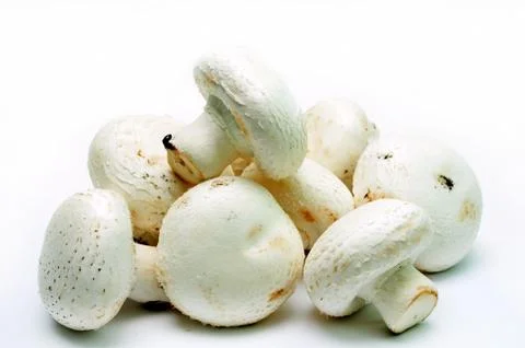 Agaricus bisporus Stock Photos