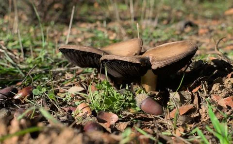 Agaricus campestris Stock Photos