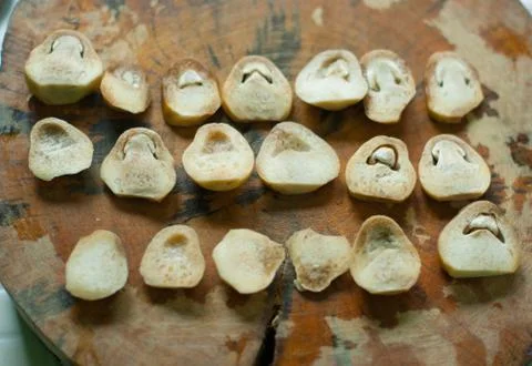 Agaricus Stock Photos