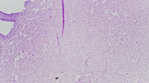 Agaricus in section magnified 100x under microscope in scientific laboratory Vidéo 220597215