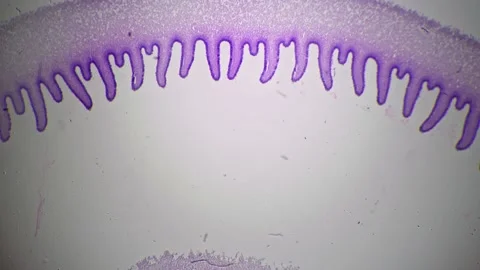 Agaricus in section magnified in 40 times under microscope in scientific Vidéo 220128113