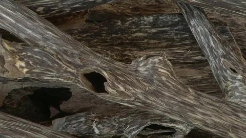 Agarwood 2 Stock Footage 79251463