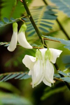 Agasta flower on tree. Stock Photos