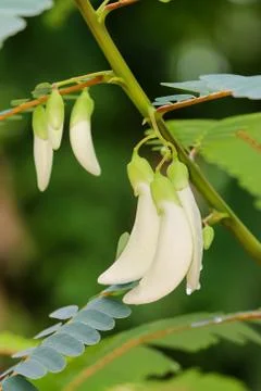 Agasta flower on tree. Stock Photos