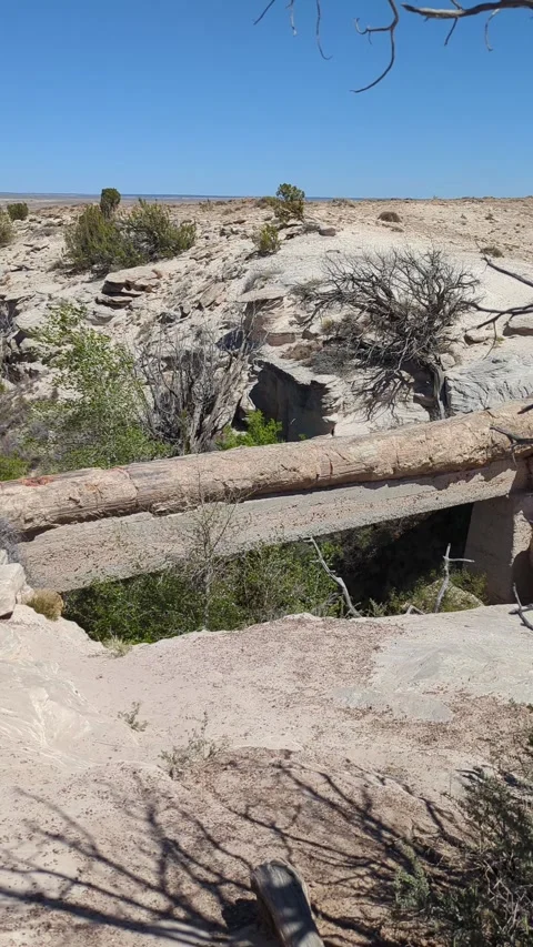 Agate Bridge petrified log in Petrified Forest National Park, Arizona Stock Footage 333993189