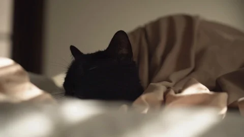 Agatha Wakeup 2 100mbs Stock Footage 126736251