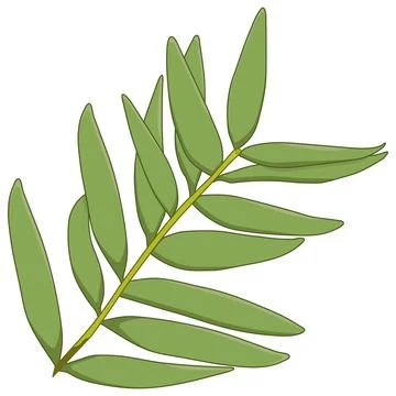 Agatis branch Stock Illustration