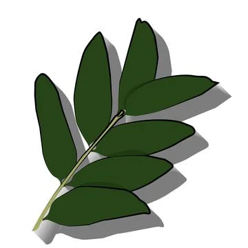 Agatis twig Stock Illustration