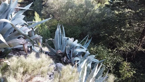 Agava plants on Marjan park, Split, Croatia 스톡 동영상 102620195